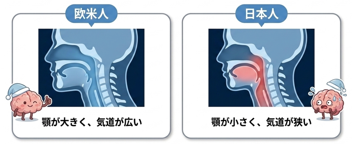 欧米人と日本人の骨格比較
